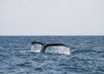 baleine-ile-radames